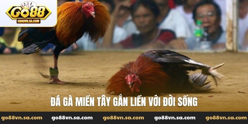 Đá gà miền Tây gắn liền với đời sống