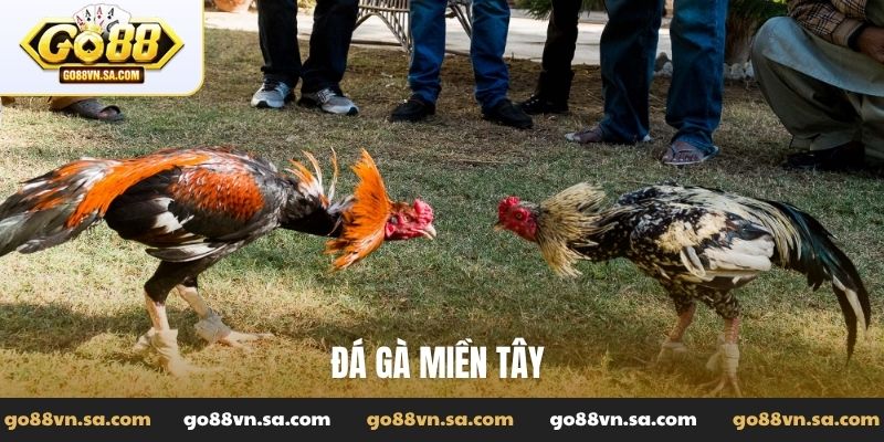 Đá gà miền Tây