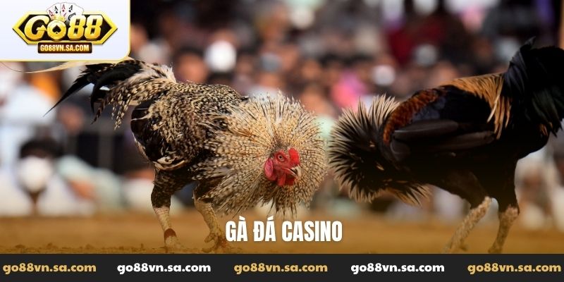 Gà đá casino